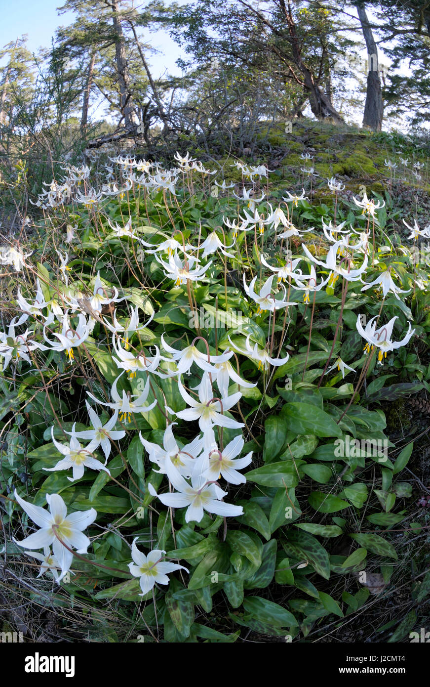 Canada, British Columbia, Pender Island. White fawn lily (Erythronium oregonum) Stock Photo