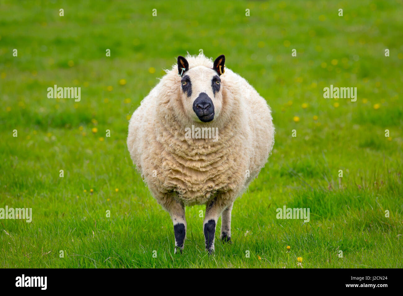 Kerry Hill Sheep flock Ewe portrait Stock Photo