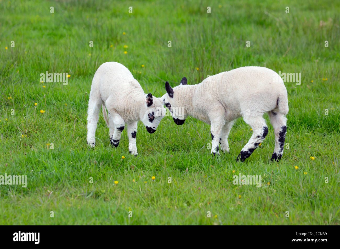 Kerry Hill Sheep flock spring lambs head butting Stock Photo Alamy