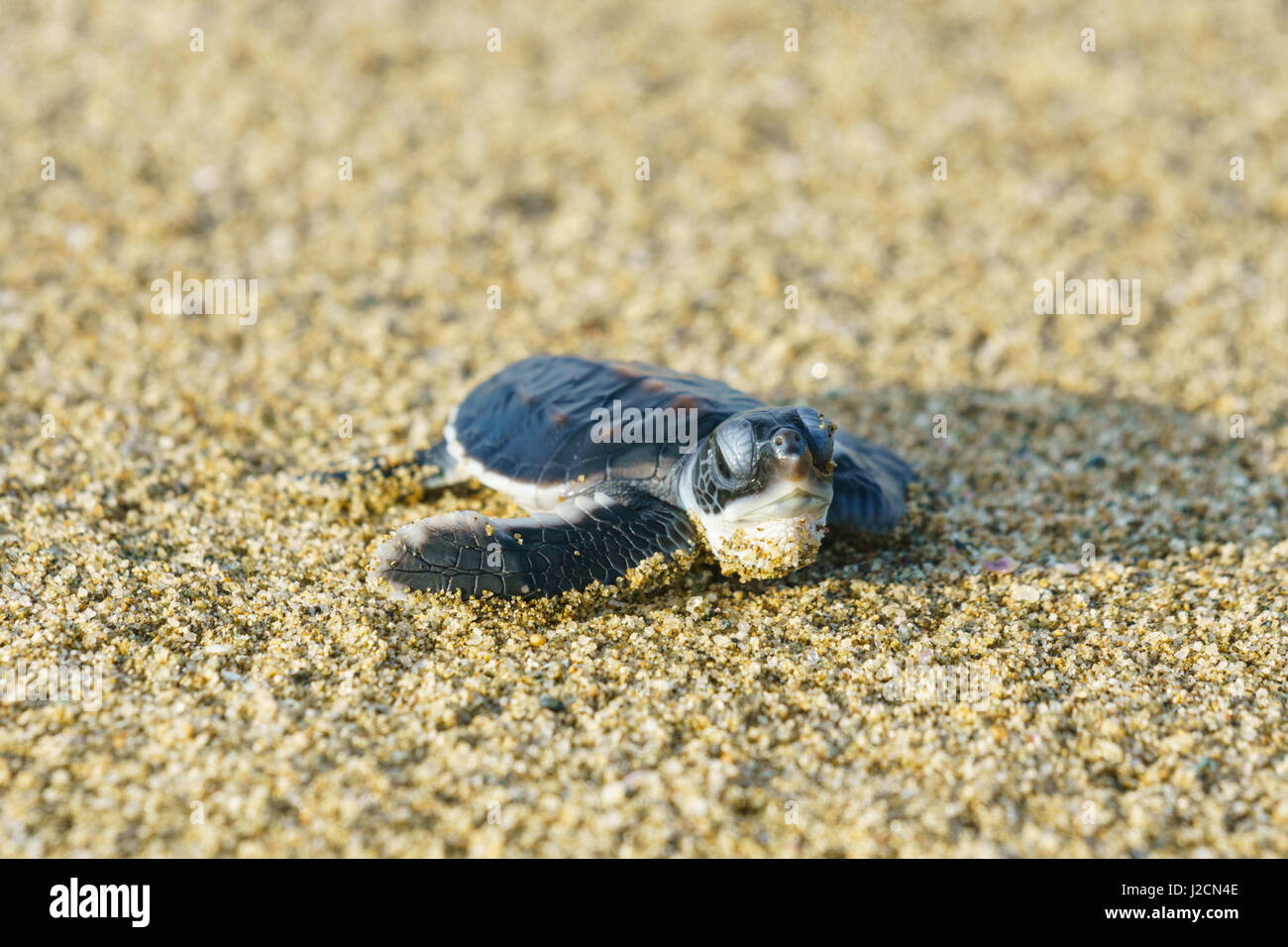 Indonesia, Java Timur, Kabany Banyuwangi, Meru Betiri National Park, turtle in the sand on the beach Stock Photo