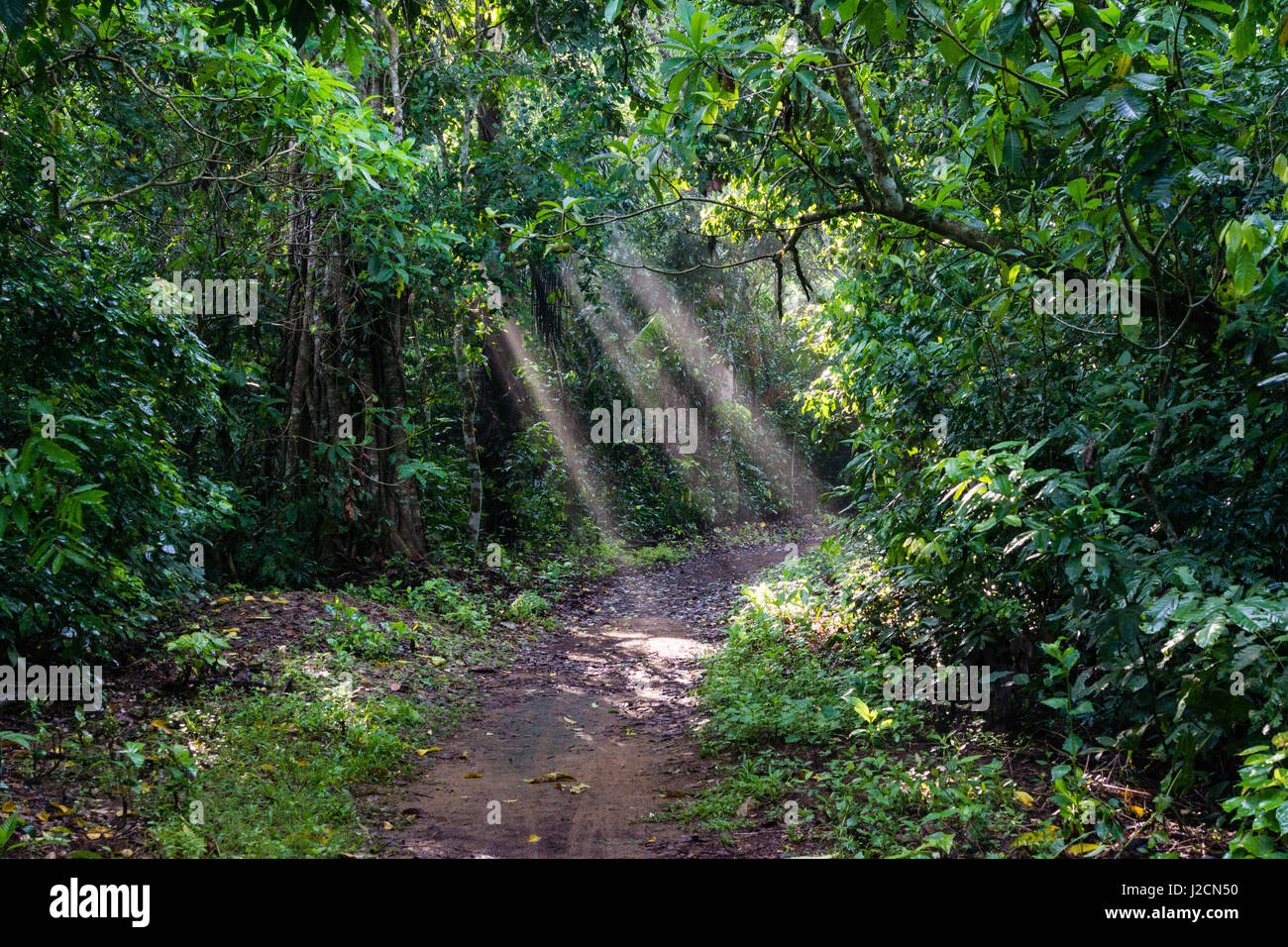 Indonesia, Java Timur, Kabany Banyuwangi, Meru Betiri National Park, sun rays on a path in the jungle at the beach Stock Photo