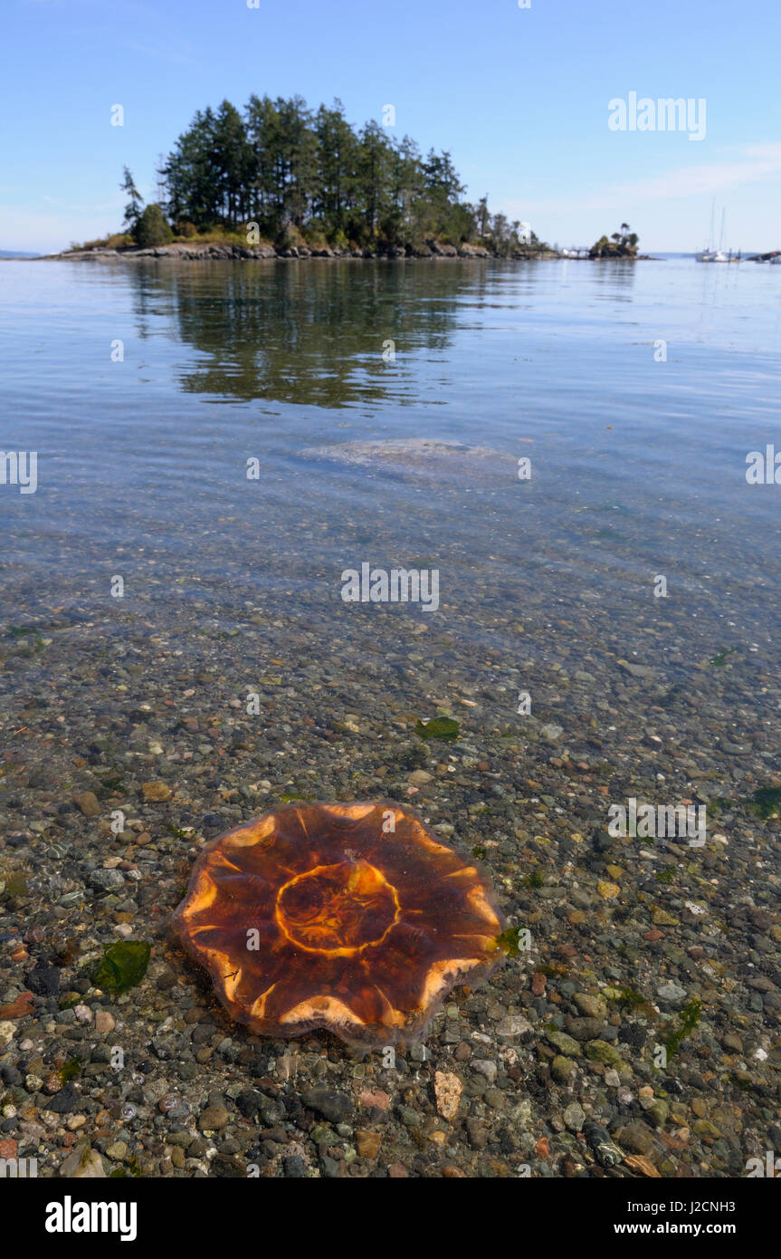 Canada, British Columbia, Gulf Islands, Portland Island. Lion's Mane Jellyfish (Cyanea capillata) in Princess Bay Stock Photo