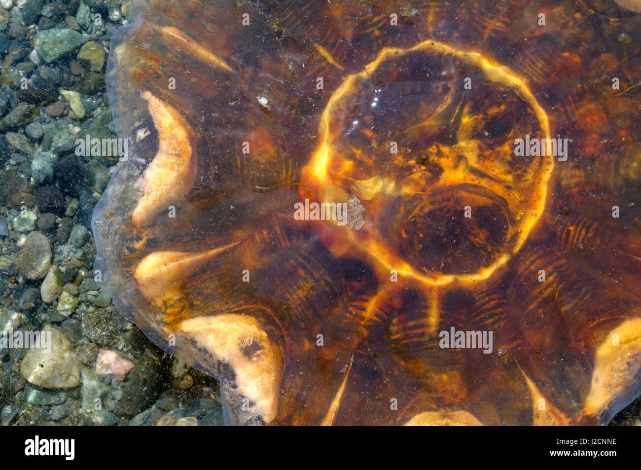 Canada, British Columbia, Gulf Islands, Portland Island. Lion's Mane Jellyfish (Cyanea capillata) Stock Photo