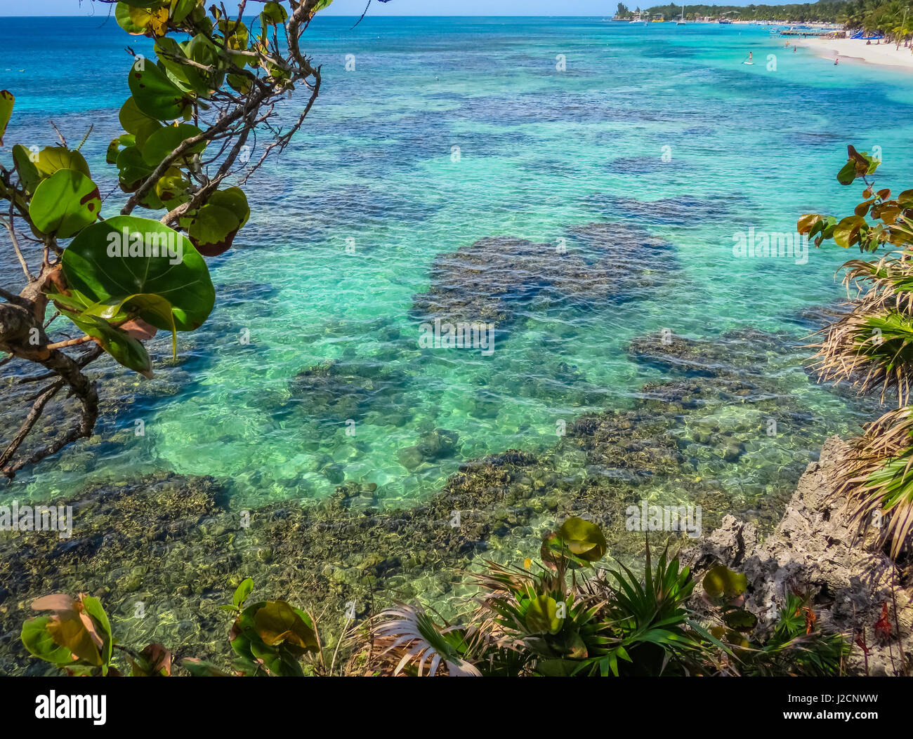 Roatan, Honduras blue ocean, reef, vegetation growing on rocks ...