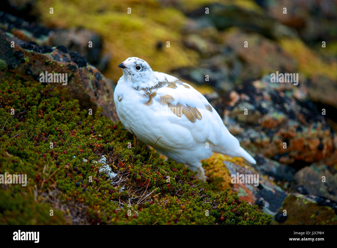 White-tailed Ptarmigan (Lagopus leucura), the smallest of the grouse family, a resident of high altitudes in western North American. The plumage is grey in summer and white in winter, but the tail is always white (Large format sizes available) Stock Photo