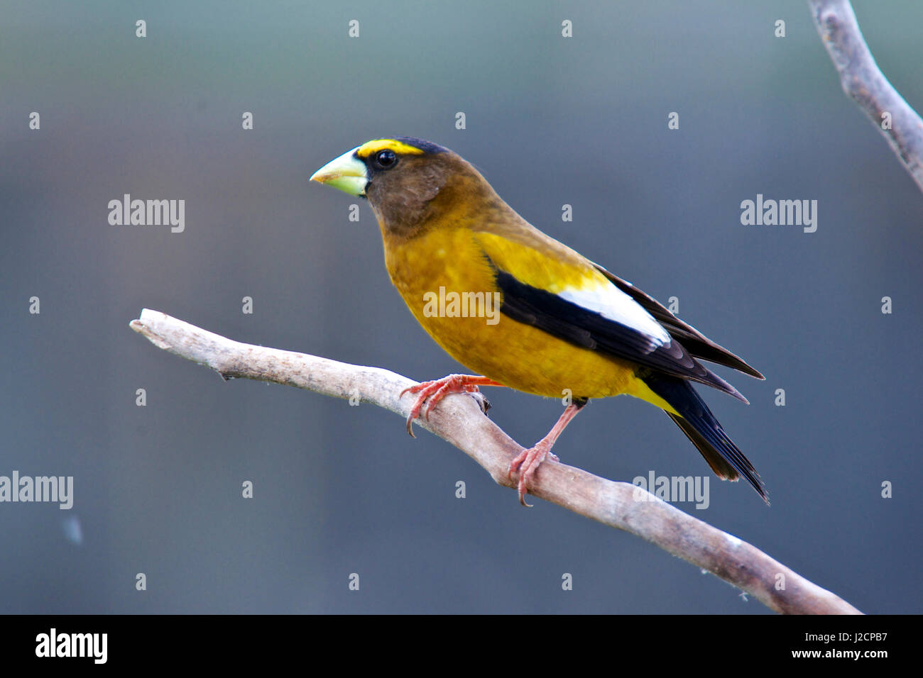 The evening grosbeak (Hesperiphona vespertina) is a passerine bird in the finch family Fringillidae. Stock Photo