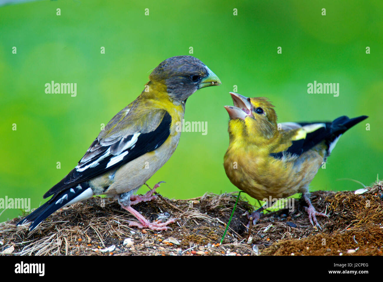 The evening grosbeak (Hesperiphona vespertina) is a passerine bird in the finch family Fringillidae. The breeding habitat is coniferous and mixed forest in Canada and the western mountainous areas of the United States. Young being fed. Stock Photo