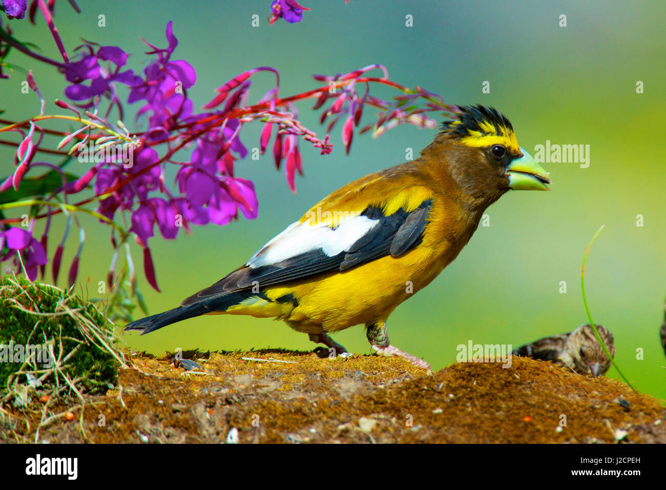 The evening grosbeak (Hesperiphona vespertina) is a passerine bird in the finch family Fringillidae. The breeding habitat is coniferous and mixed forest in Canada and the western mountainous areas of the United States. Stock Photo