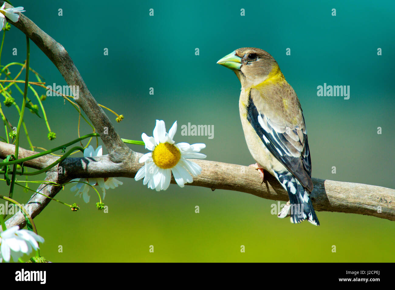 The evening grosbeak (Hesperiphona vespertina) is a passerine bird in the finch family Fringillidae. The breeding habitat is coniferous and mixed forest in Canada and the western mountainous areas of the United States. Stock Photo