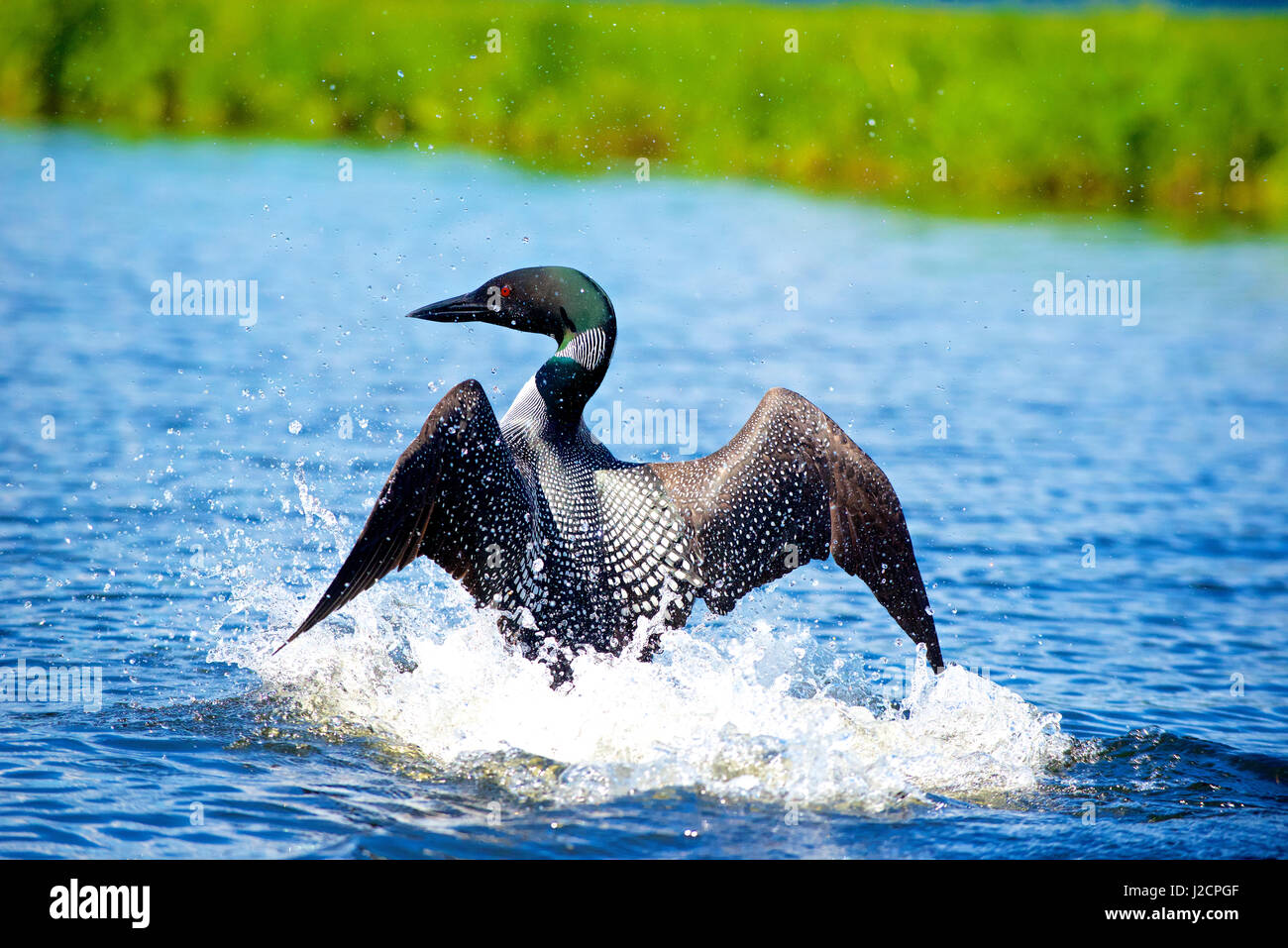 Common Loon Call