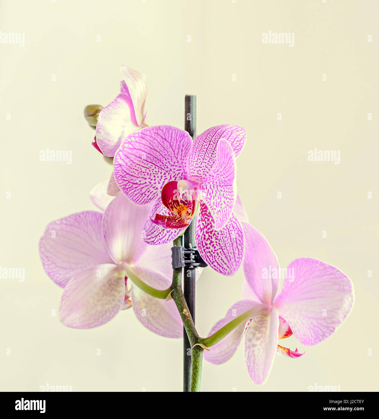 Pink orchid close up branch flowers, isolated on white background Stock ...