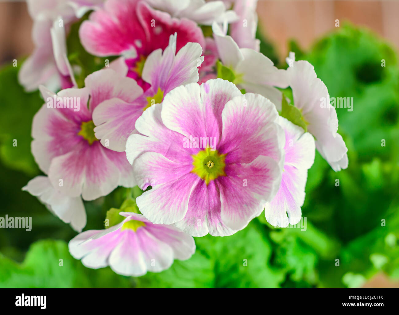 Primula obconica touch me, pink with white flowers, green leaves, close up, wood background Stock Photo