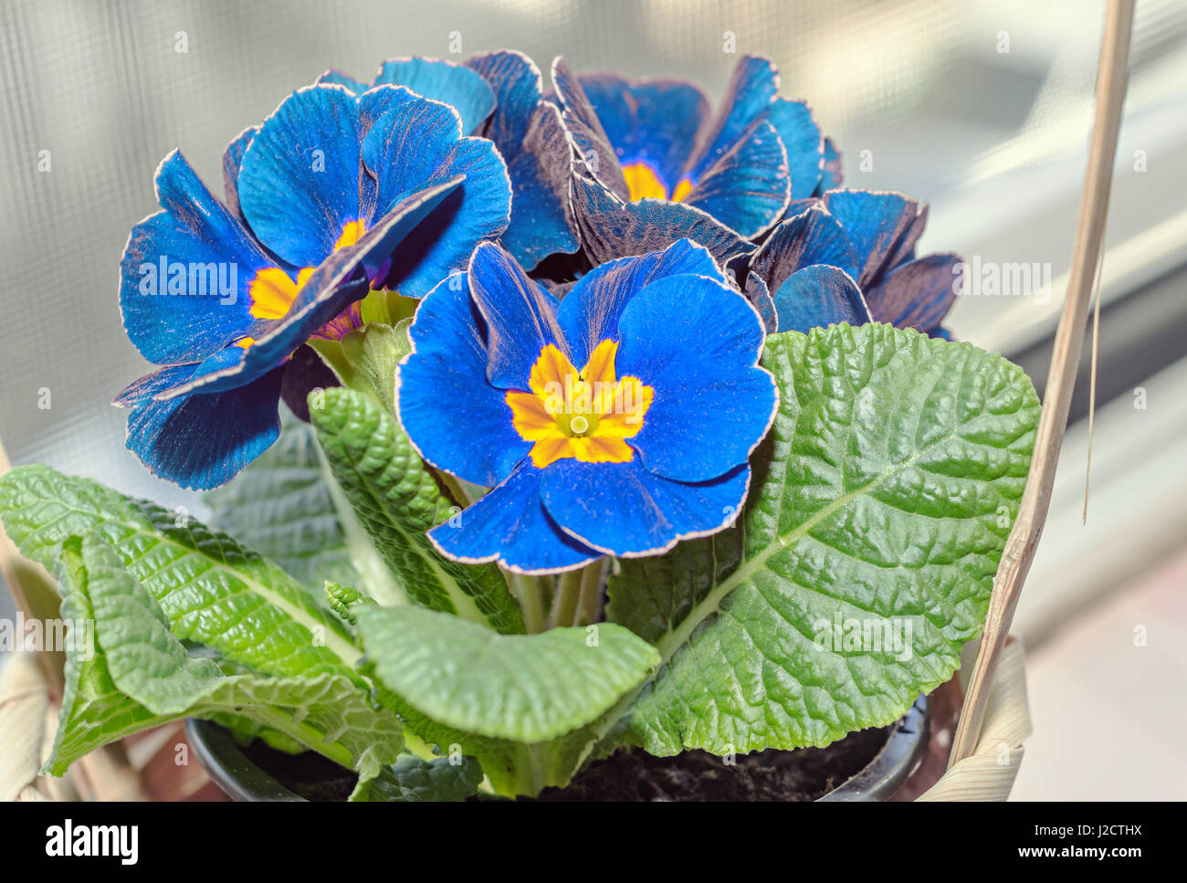 Primula obconica touch me, blue with yellow flowers, green leaves, close up basket. Stock Photo