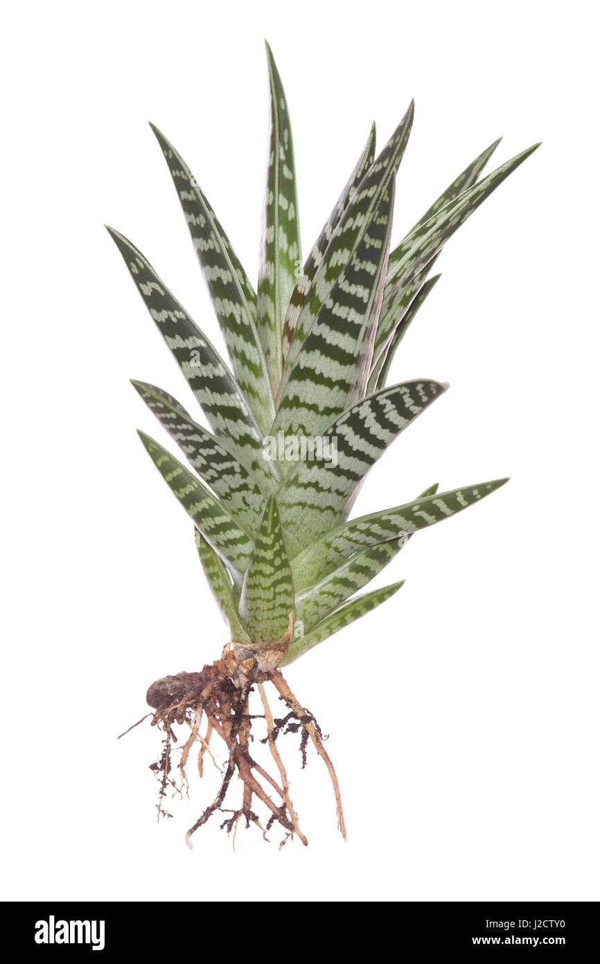 whole snake plant with roots on white background Stock Photo