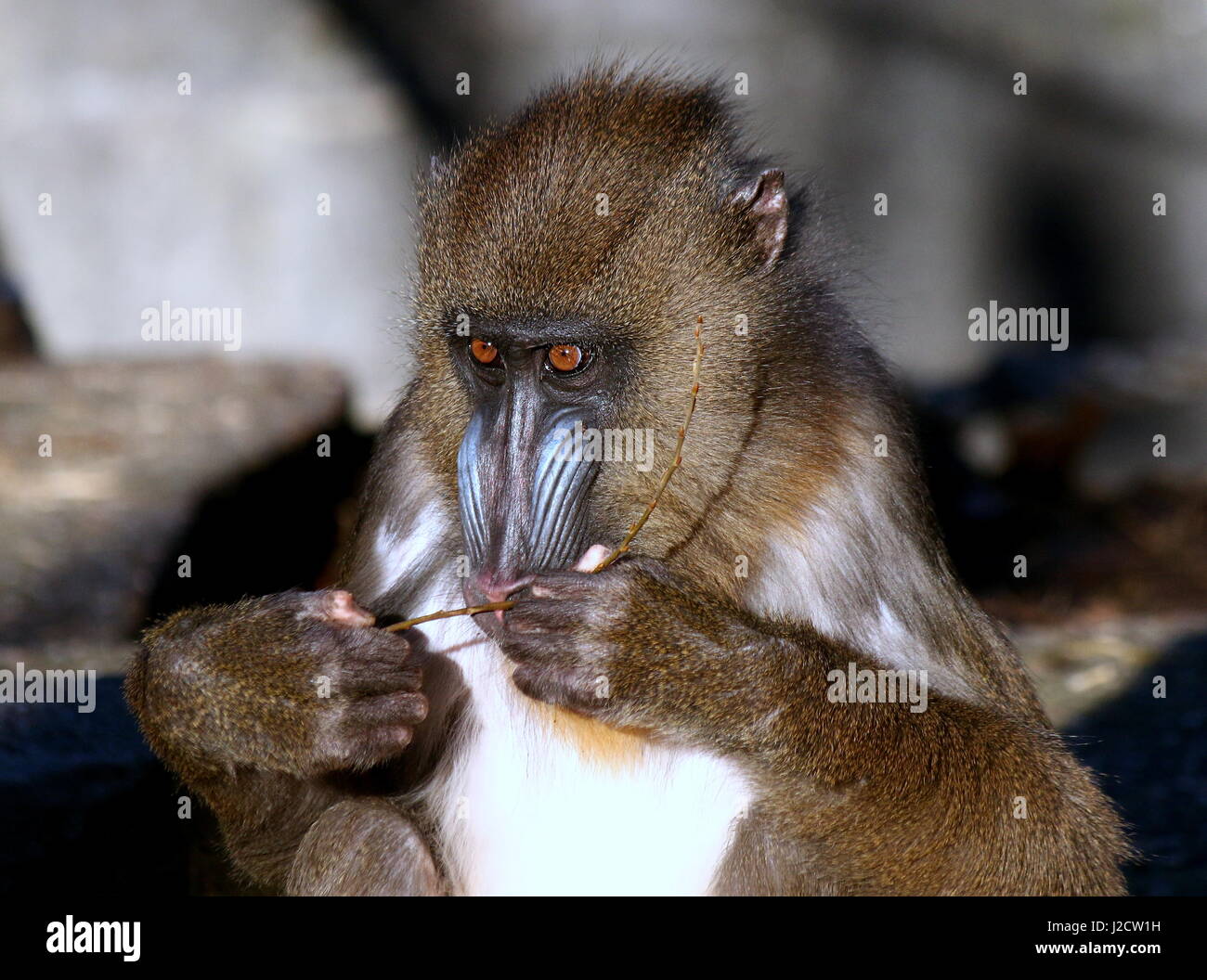 Young female West African Mandrill monkey (Mandrillus sphinx) in closeup Stock Photo