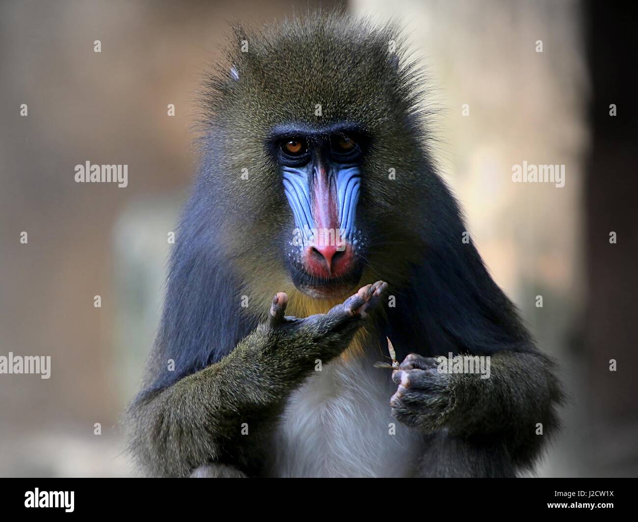 Young female West African Mandrill monkey (Mandrillus sphinx) in closeup Stock Photo