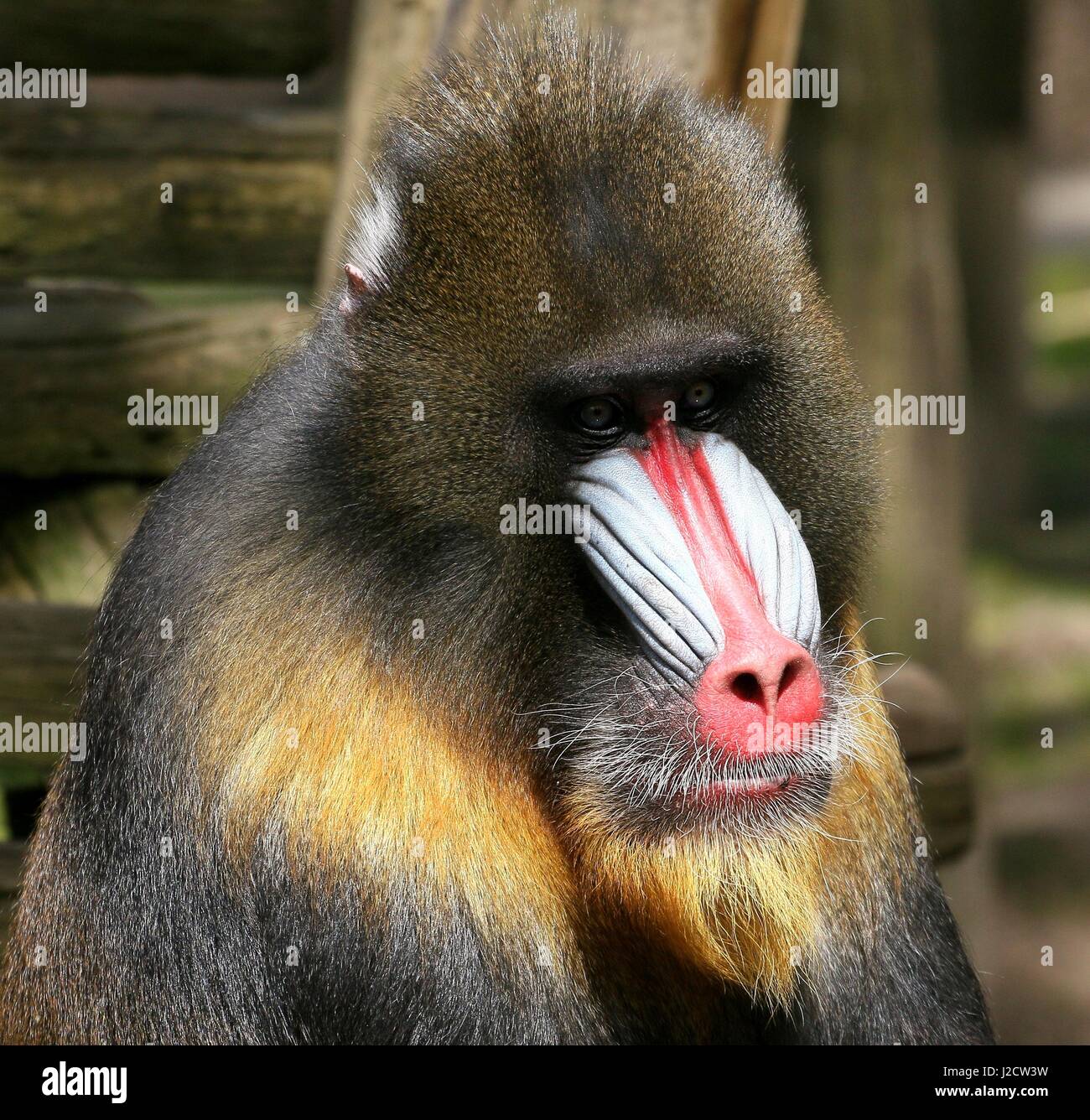 Mature male West African Mandrill (Mandrillus sphinx) in Ouwehands Dierenpark Rhenen Zoo, The Netherlands Stock Photo