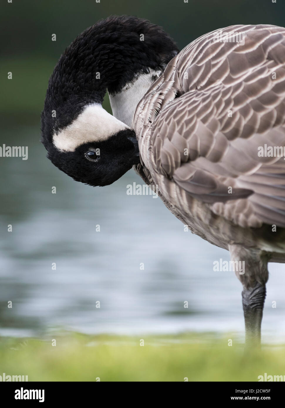 Canada goose Branta canadensis Europe Germany Bavaria Large format sizes available Stock Photo Alamy