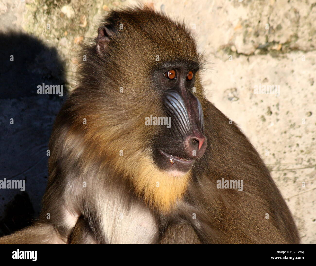 Closeup of the face of a juvenile Mandrill monkey (Mandrillus sphinx) Stock Photo