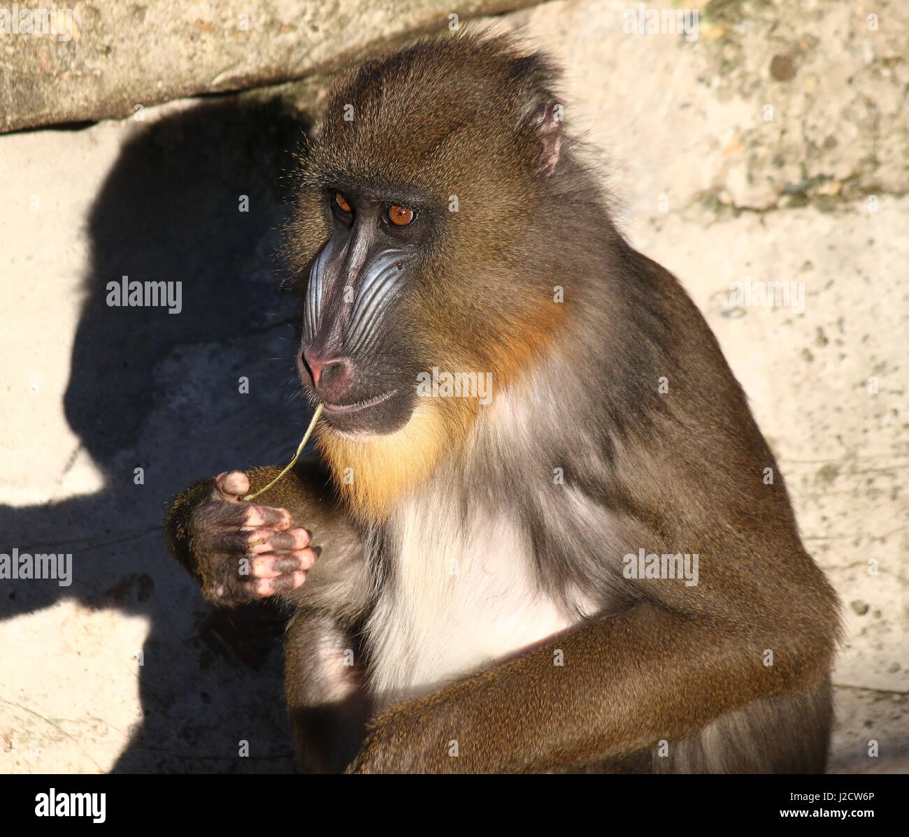 Closeup of the face of a juvenile Mandrill monkey (Mandrillus sphinx) Stock Photo