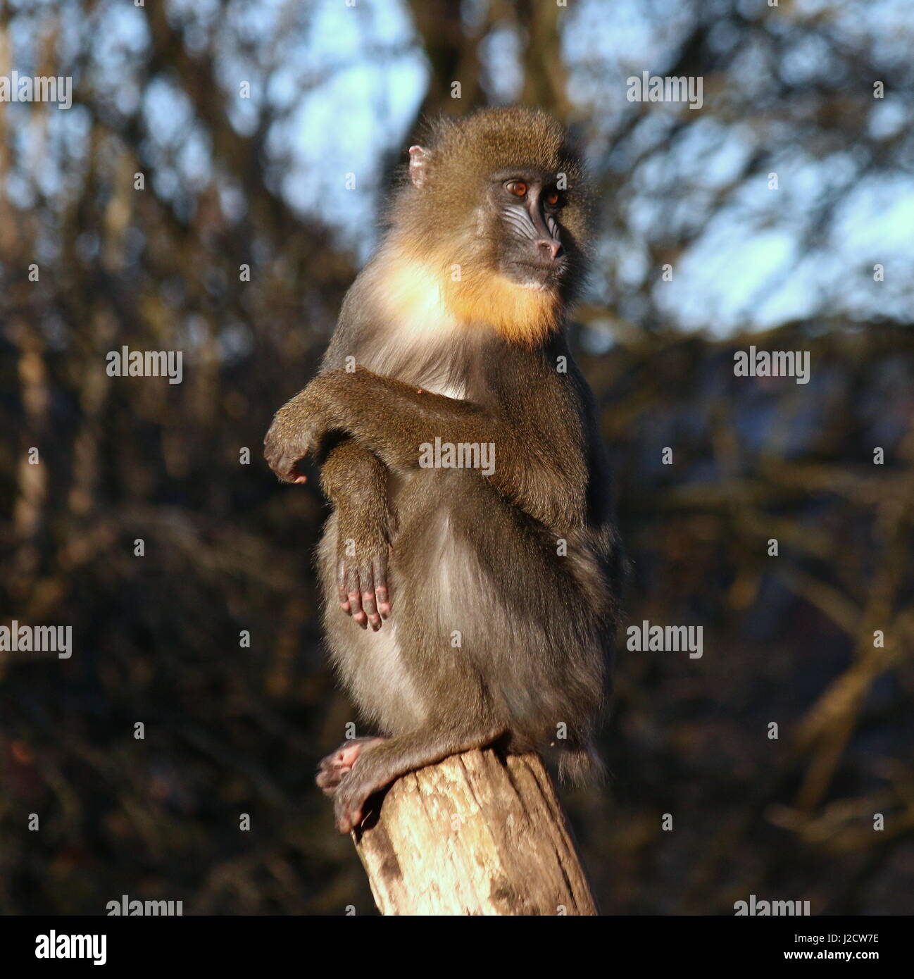 Juvenile Mandrill monkey (Mandrillus sphinx) Stock Photo