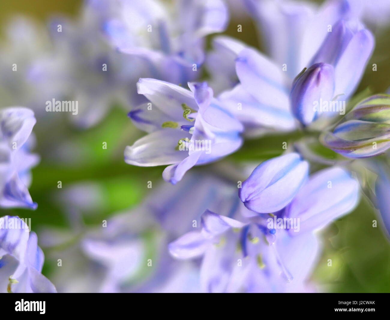 Close up of bluebell in bloom Stock Photo