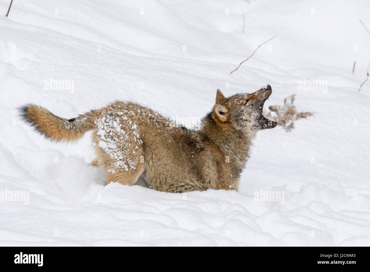 Gray Wolf (Canis lupus) during winter in National Park Bavarian Forest (Bayerischer Wald). Bavaria, Germany. Stock Photo