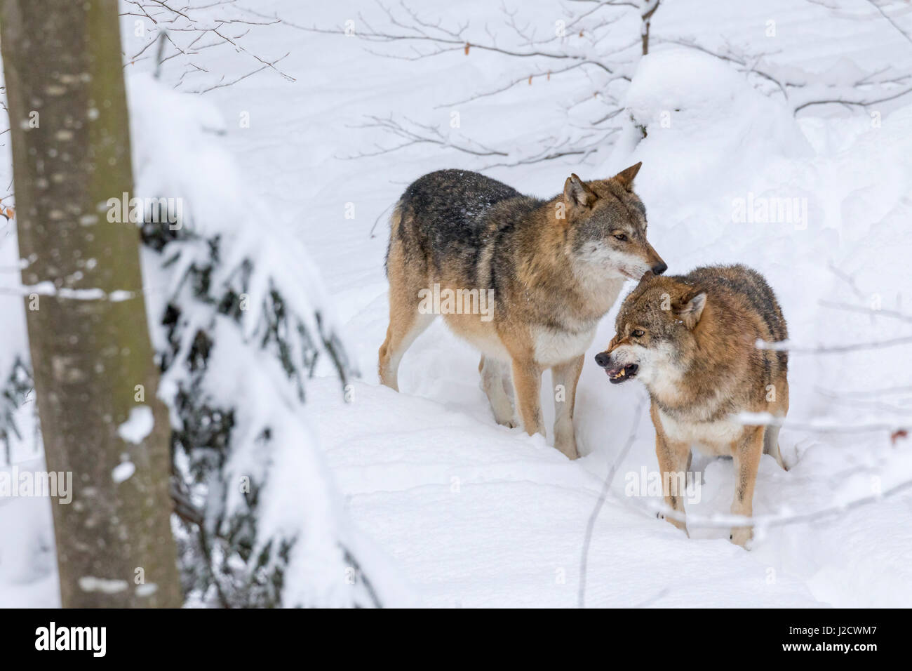Gray Wolf (Canis lupus) during winter in National Park Bavarian Forest (Bayerischer Wald). Bavaria, Germany. Stock Photo