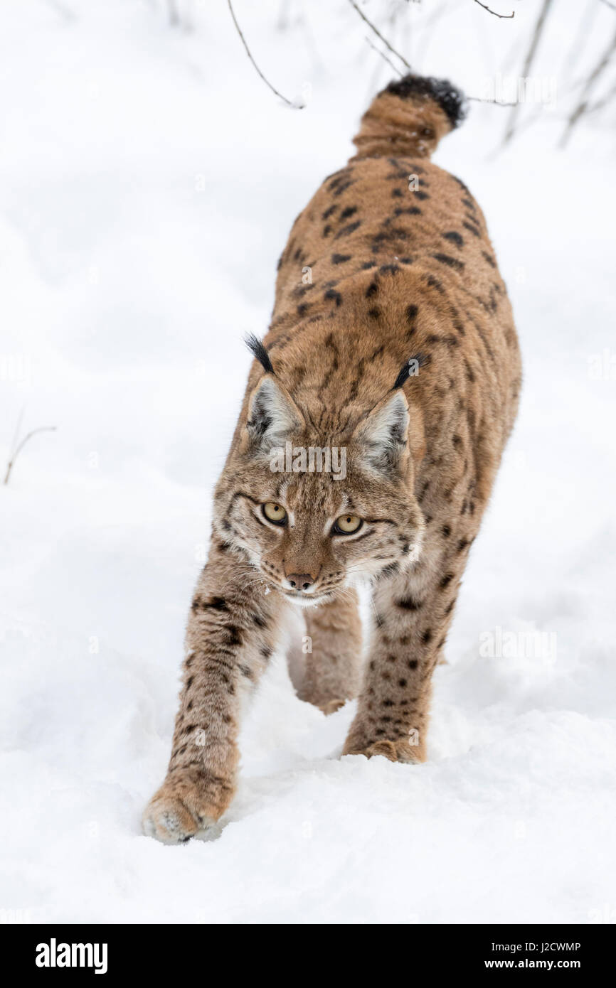 Eurasian lynx (Lynx lynx ) during winter in National Park Bavarian Forest (Bayerischer Wald). Bavaria, Germany. Stock Photo