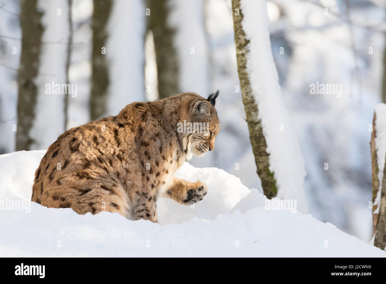 Eurasian lynx (Lynx lynx ) during winter in National Park Bavarian Forest (Bayerischer Wald). Bavaria, Germany. Stock Photo