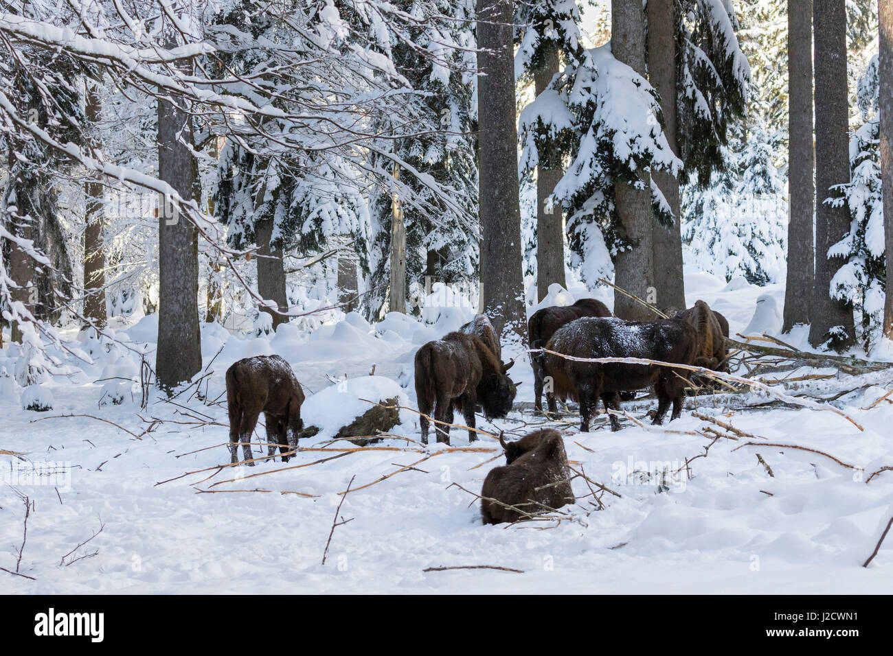 Wisent or European Bison (bison bonasus, Bos bonasus) during winter in National Park Bavarian Forest (Bayerischer Wald). Bavaria, Germany. Stock Photo