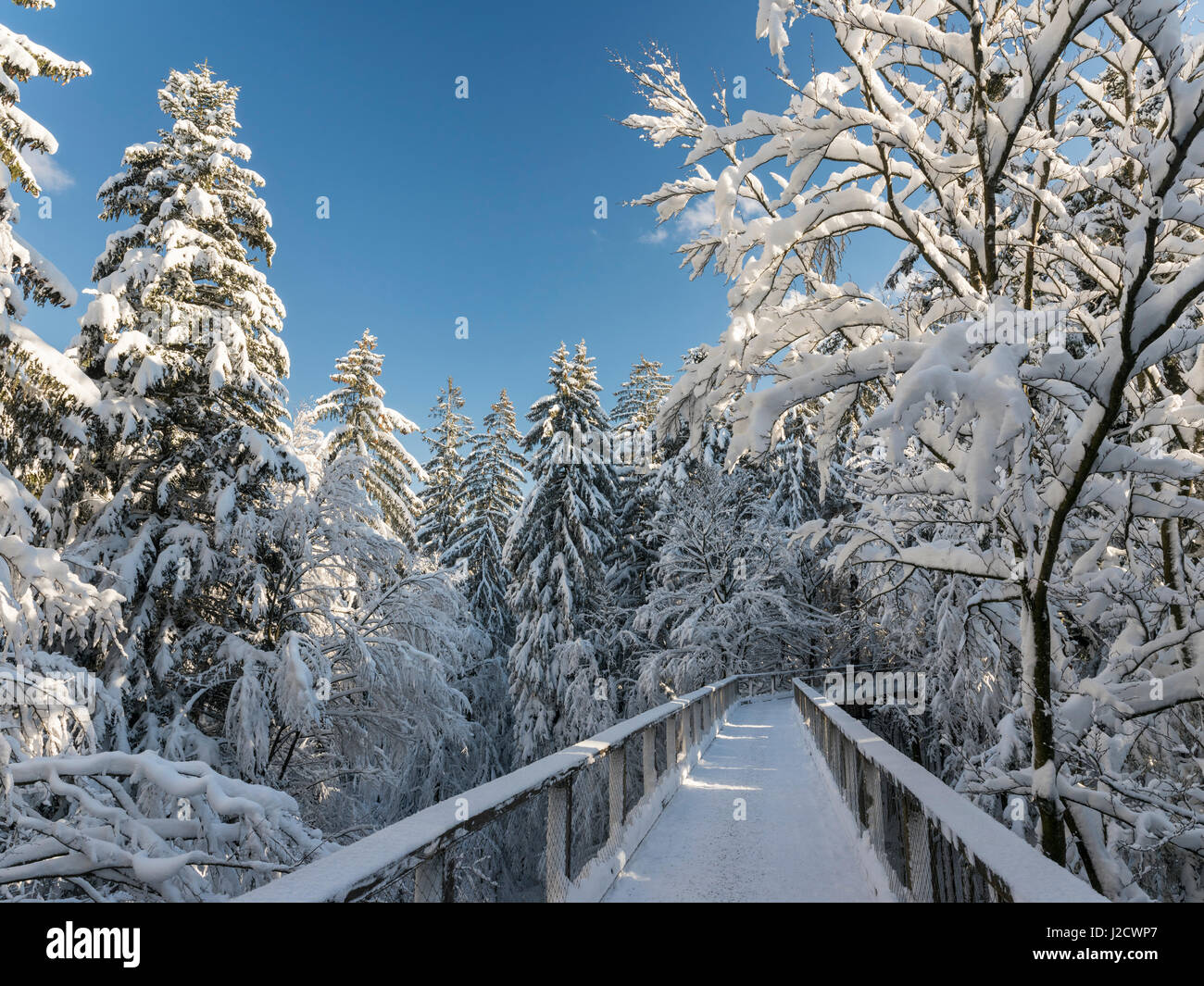 The Canopy Walkway (Baumwipfelpfad) of the visitor center of the National Park Bavarian Forest (Bayerischer Wald) in Neuschoenau in the deep of winter. Bavaria, Germany (Large format sizes available) Stock Photo