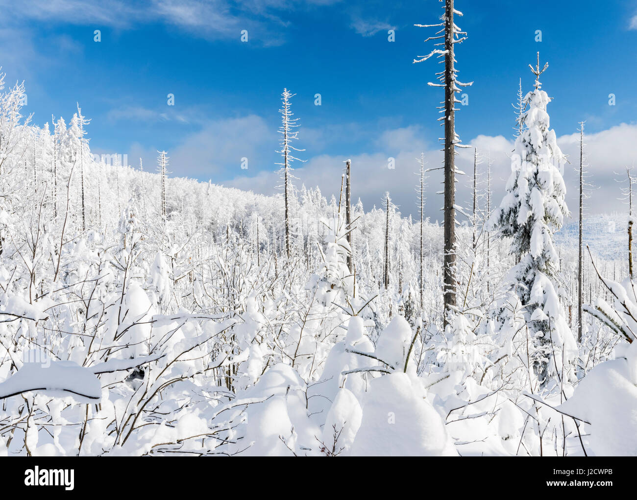 Snowy forest in the National Park Bavarian Forest (Bayerischer Wald) in the deep of winter. Bavaria, Germany (Large format sizes available) Stock Photo