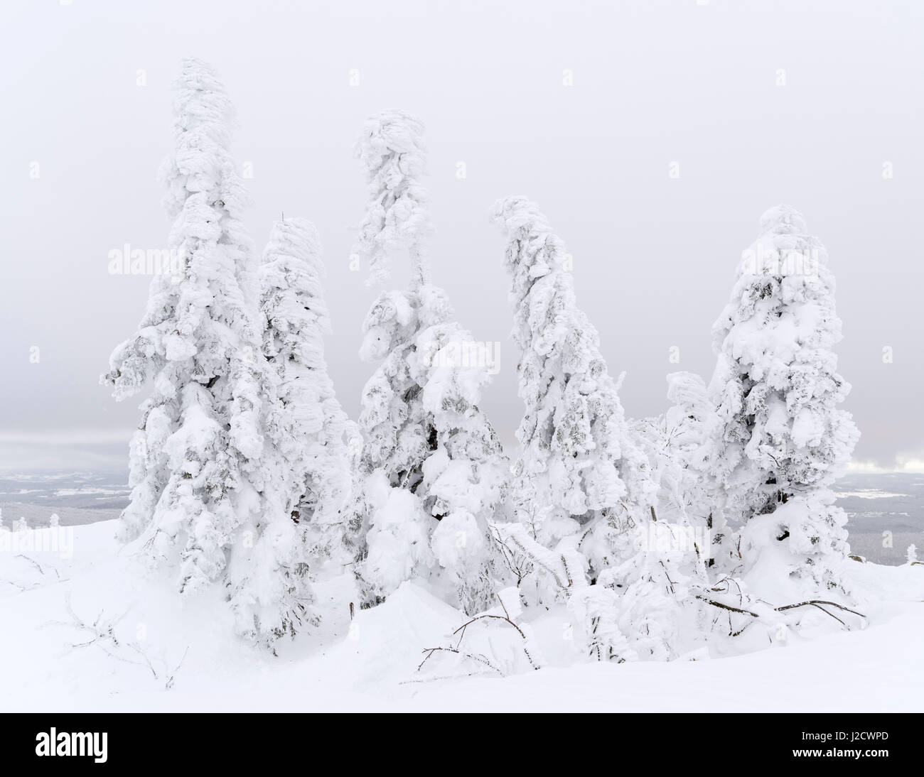 Snowy forest in the National Park Bavarian Forest (Bayerischer Wald) in the deep of winter on the top of Mount Lusen, Bavaria, Germany. (Large format sizes available) Stock Photo