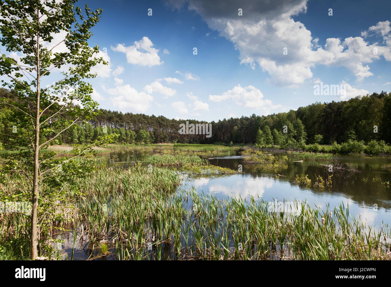 Wild Poland - A lake in the forest Stock Photo