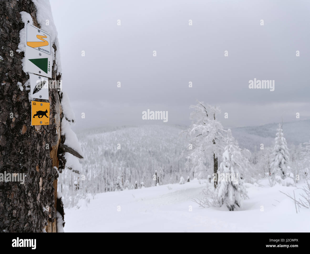 Signposts of hiking trails in the National Park Bavarian Forest (Bayerischer Wald) in the deep of winter near mount Lusen. (Large format sizes available) Stock Photo