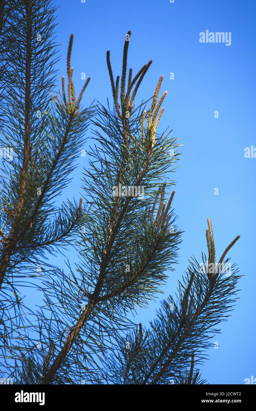 Sunlight highlights a pine needle bud Stock Photo
