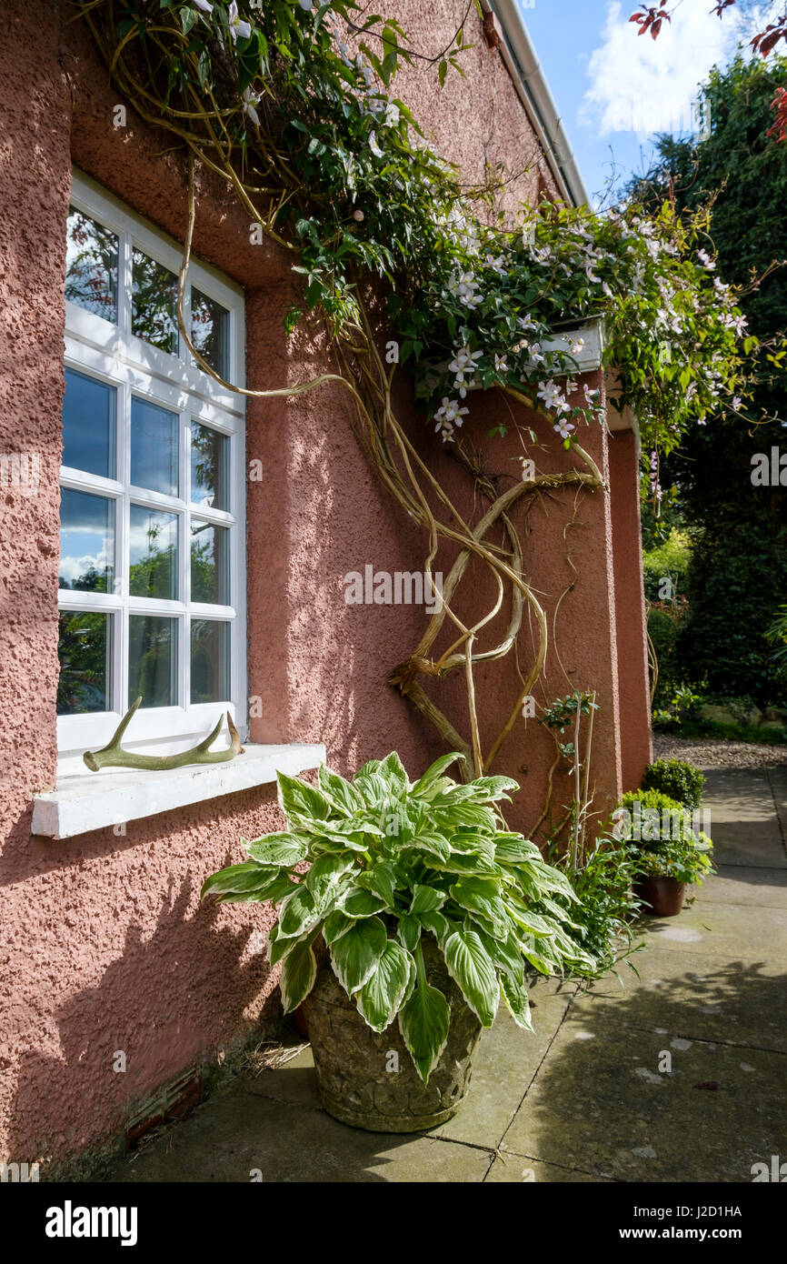PINK COUNTRY COTTAGE WITH PLANTS GLOUCESTERSHIRE ENGLAND UK Stock Photo Alamy