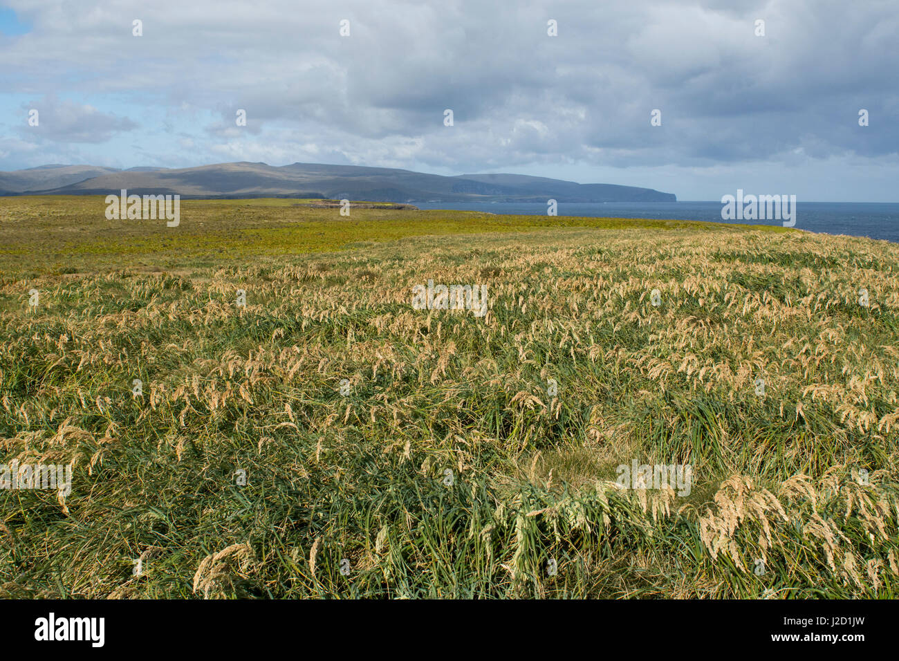 New Zealand, Auckland Islands, uninhabited archipelago in the south Pacific Ocean, Enderby Island. Tussac grass (Poa litorosa) aka tussok or tussock covered landscape. Stock Photo