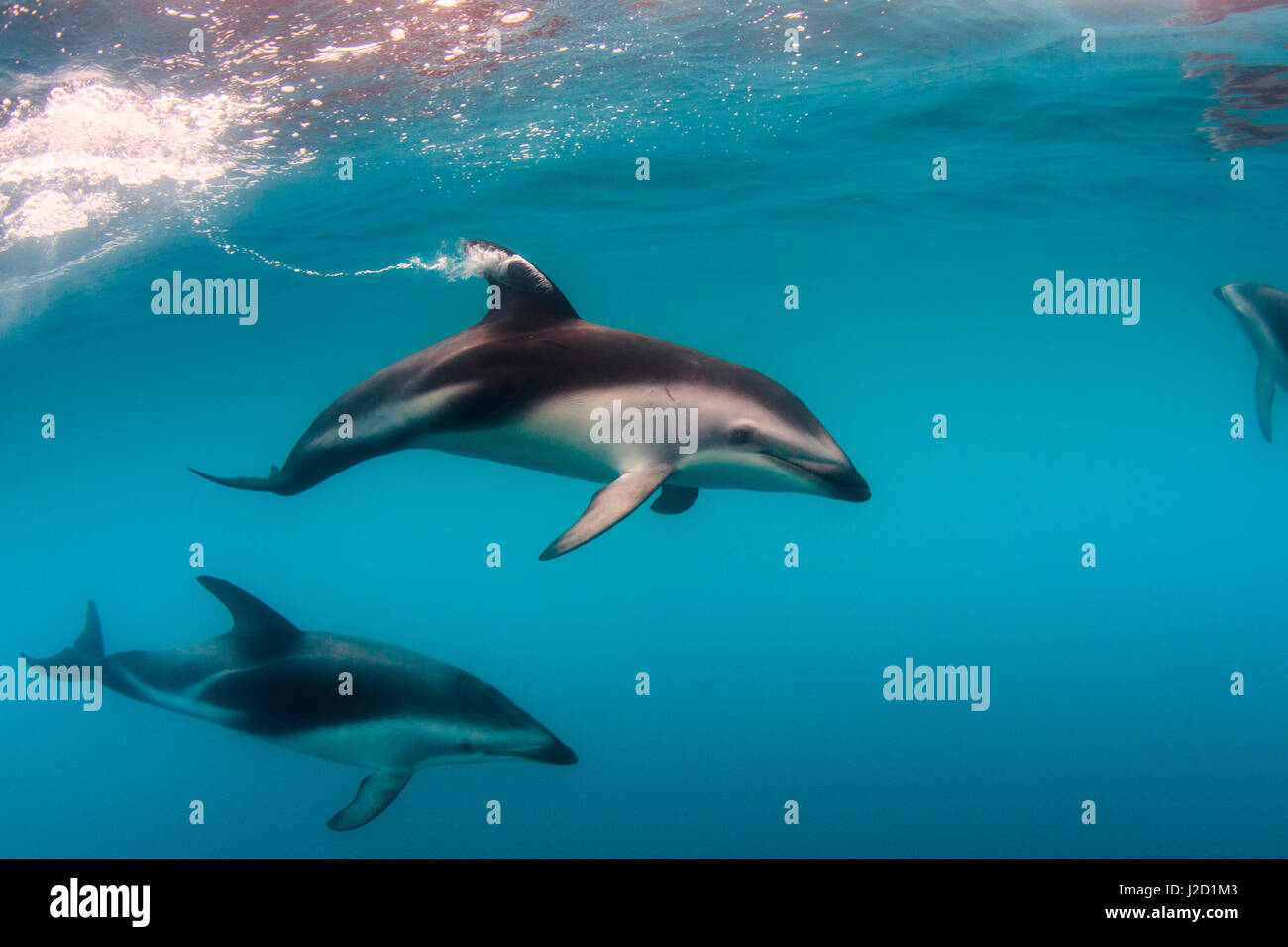 Pod of Dusky Dolphins (Lagenorhynchus obscurus) off of Kaikoura, New Zealand Stock Photo