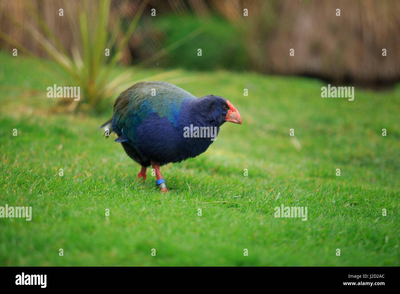 A flightless Takahe in a small sanctuary on the outskirts of Te Anau, New Zealand Stock Photo