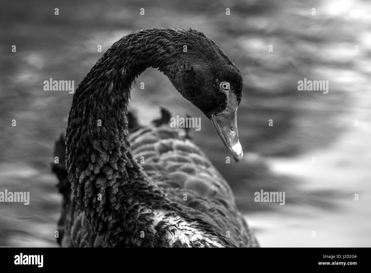 Black Swan. Rare beautiful bird. Not a typical black color for a swan. Red beak with a translucent white spot. Stock Photo
