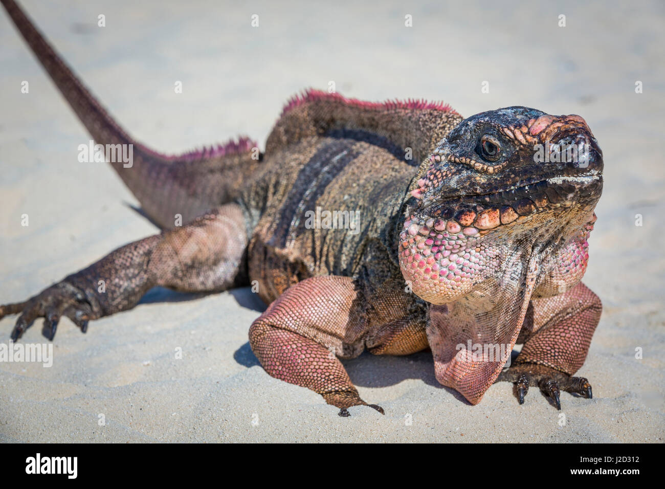 Bahamas, Exuma Island. Close-up of iguana on beach. Credit as: Don Paulson / Jaynes Gallery / DanitaDelimont.com Stock Photo