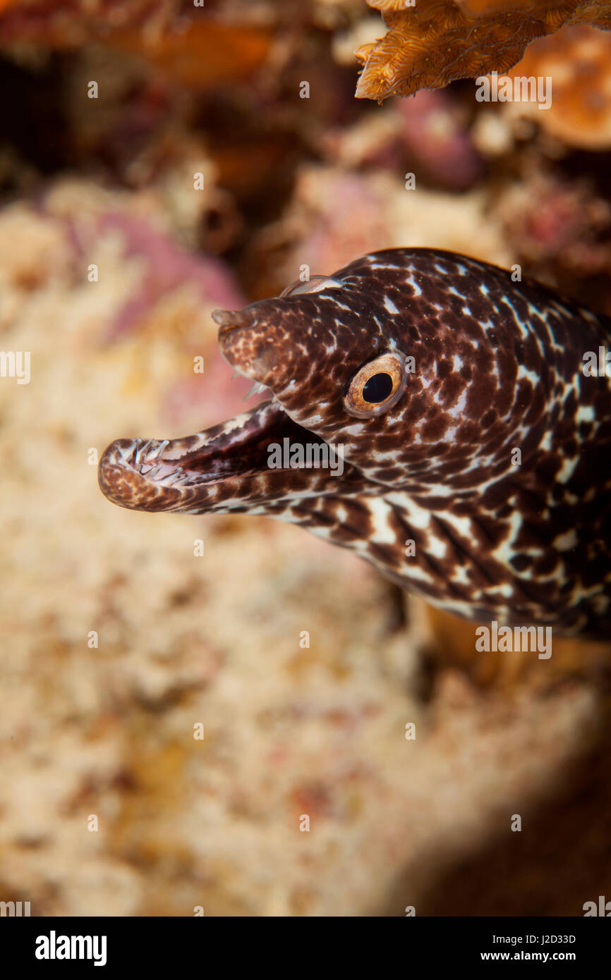 Spotted Moray Eel off Bonaire, N.A. Stock Photo