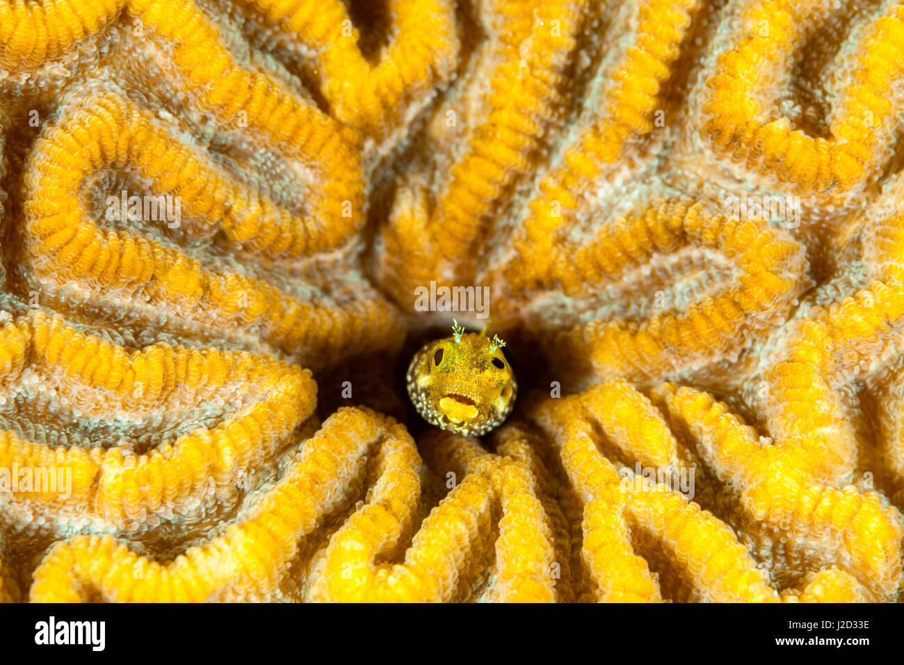 Blenny living in brain coral, Bonaire, N.A. Stock Photo