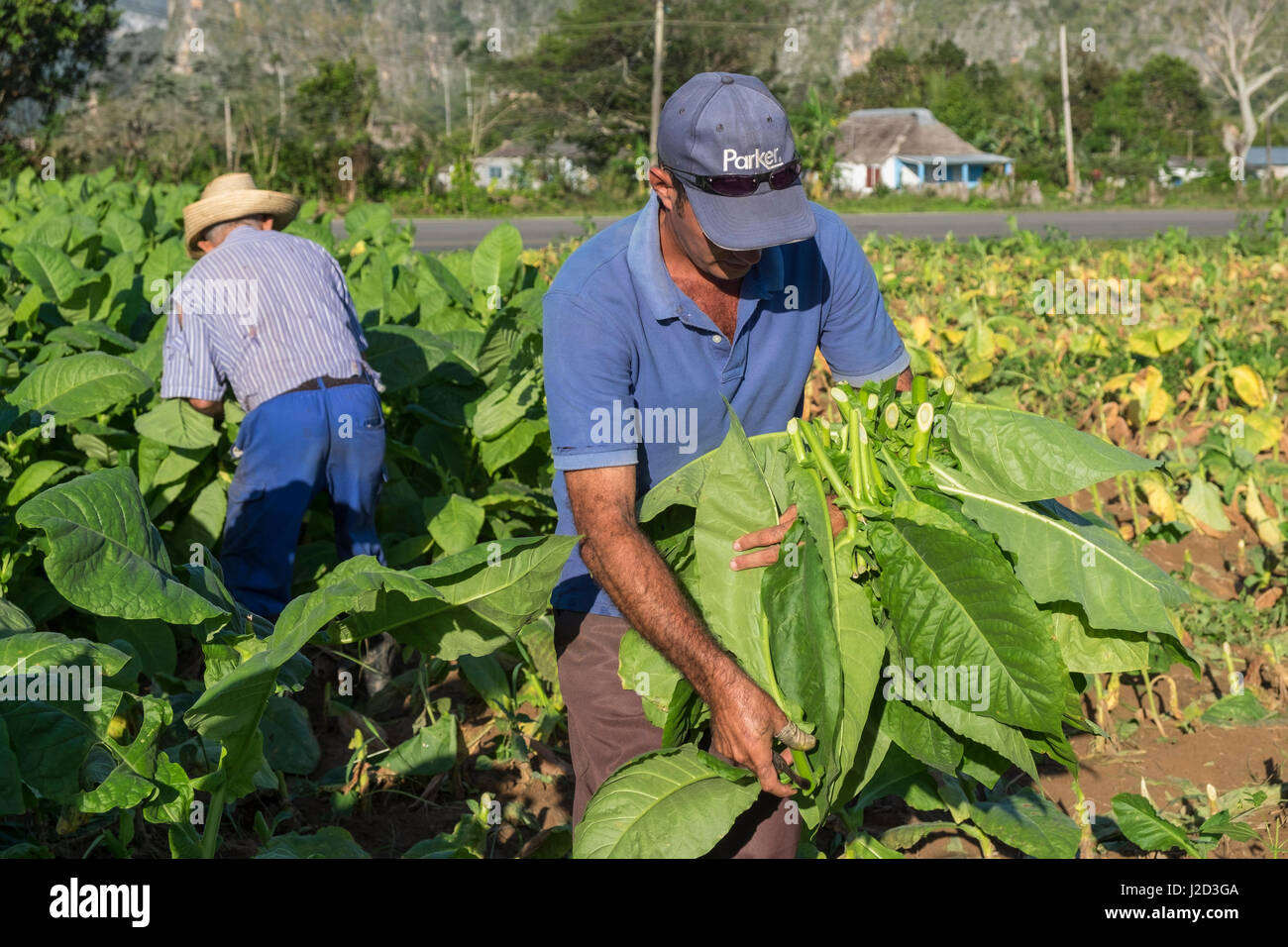 how did the growing of tobacco affect jamestown Tobacco in Colonial Virginia