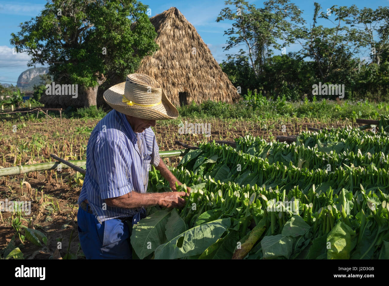 Tobacco drying racks hires stock photography and images Alamy