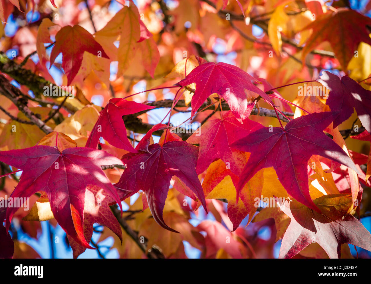 Canada red orange hires stock photography and images Alamy