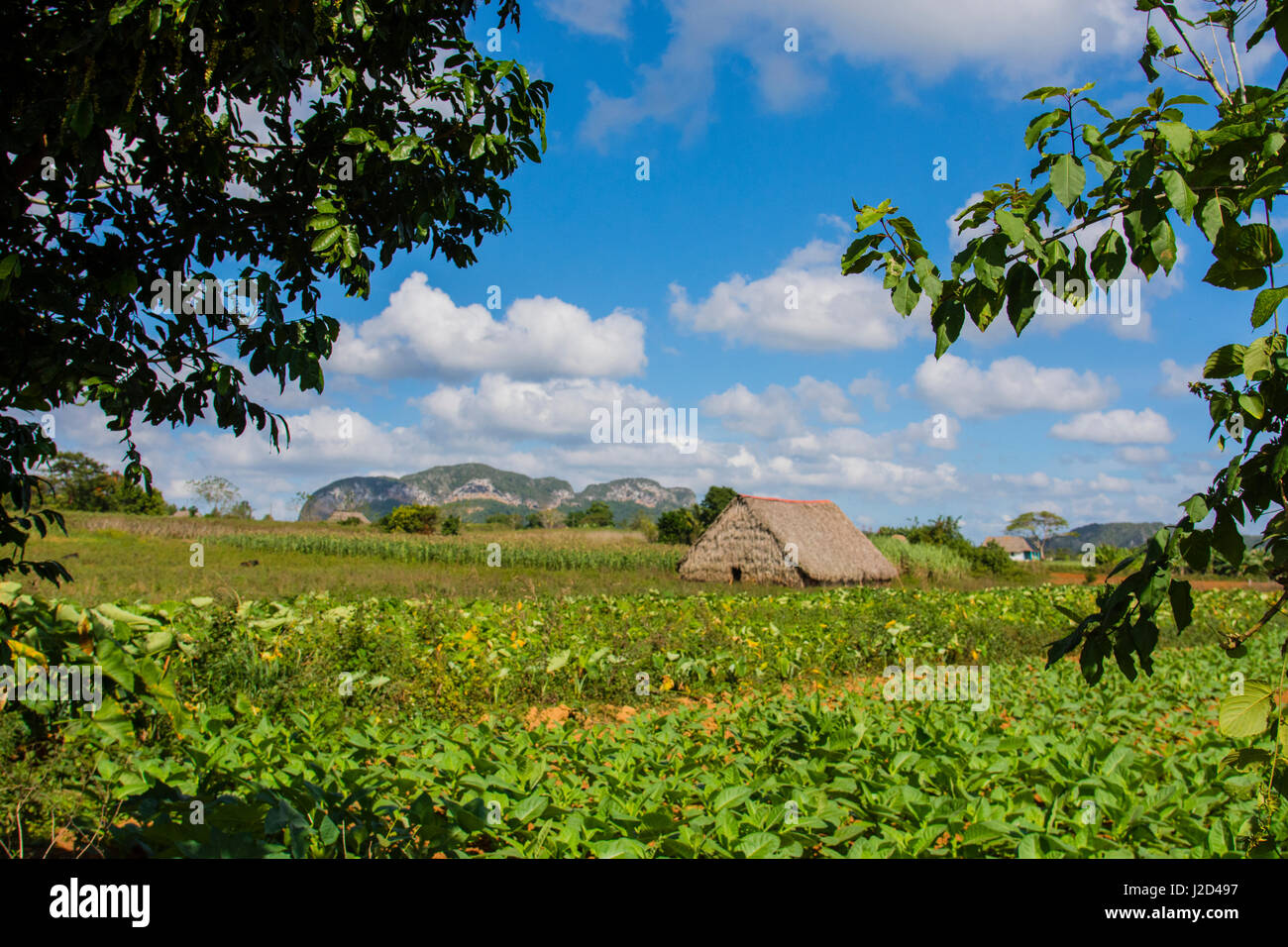 Cuba. Pinar del Rio. Vinales. Barn surrounded by tobacco fields. Stock Photo