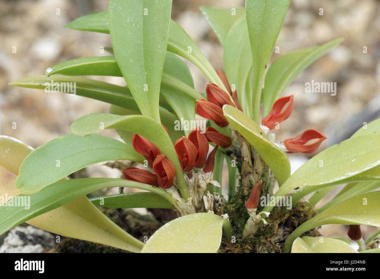 Specklinia tribuloides Stock Photo